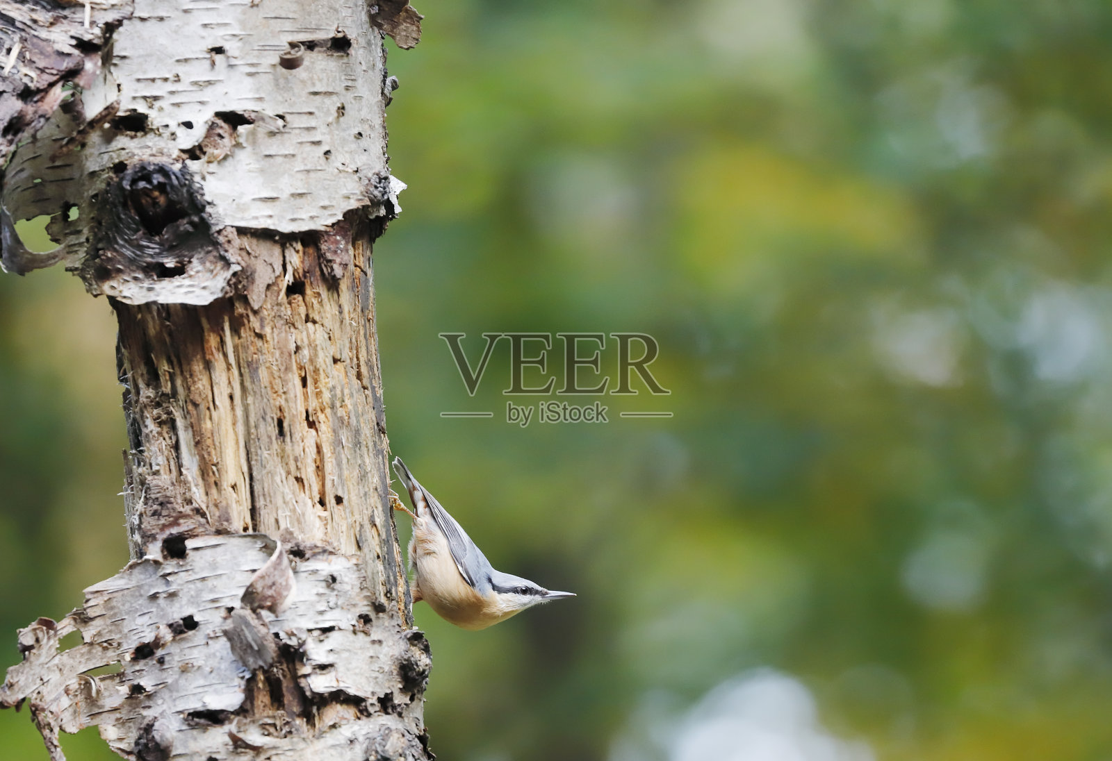 欧亚䳭照片摄影图片