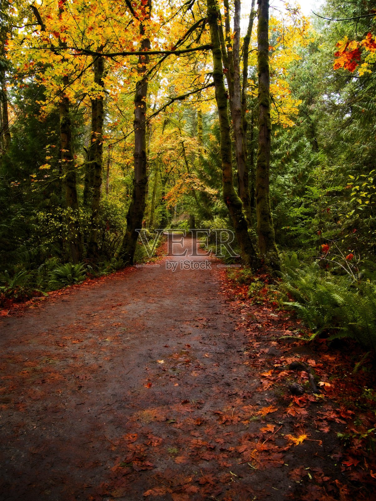 森林的小路照片摄影图片