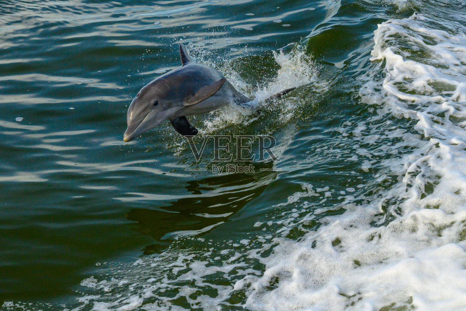 在冲浪后,海豚潜入科尔姆水照片摄影图片
