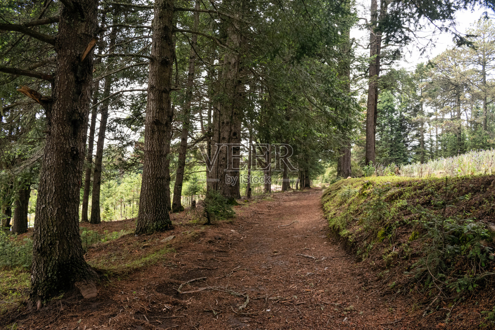自然环境照片摄影图片