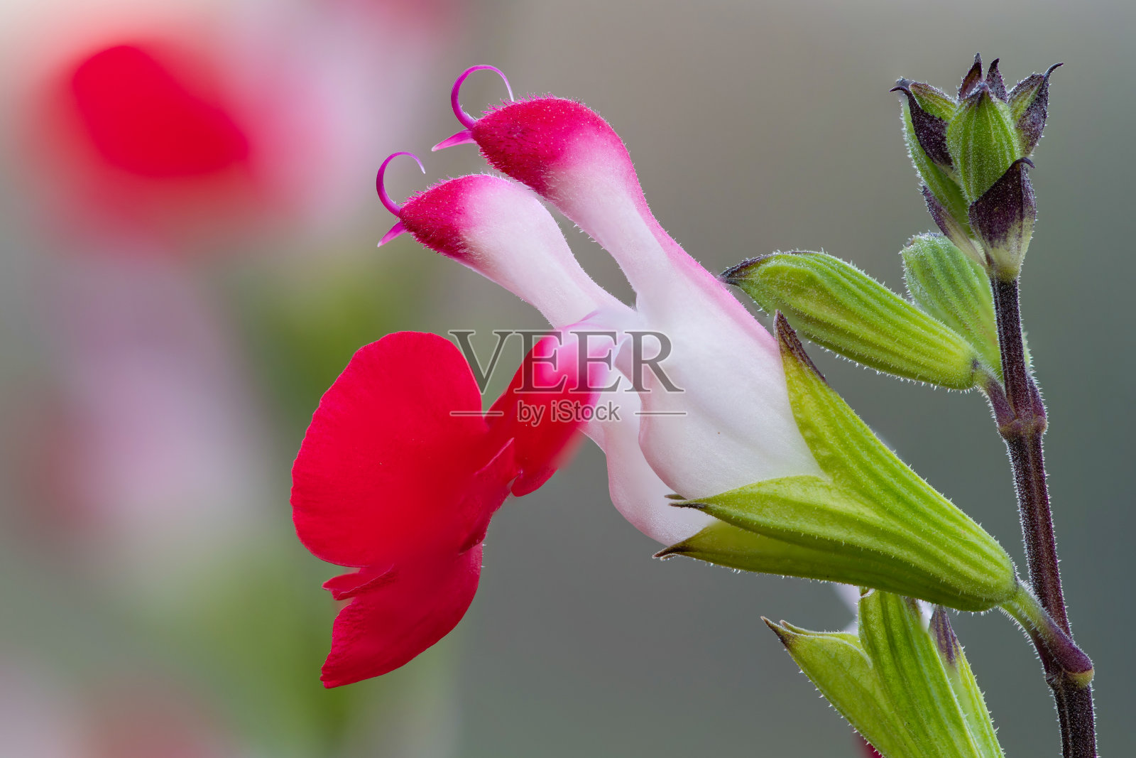 红唇丹参花照片摄影图片