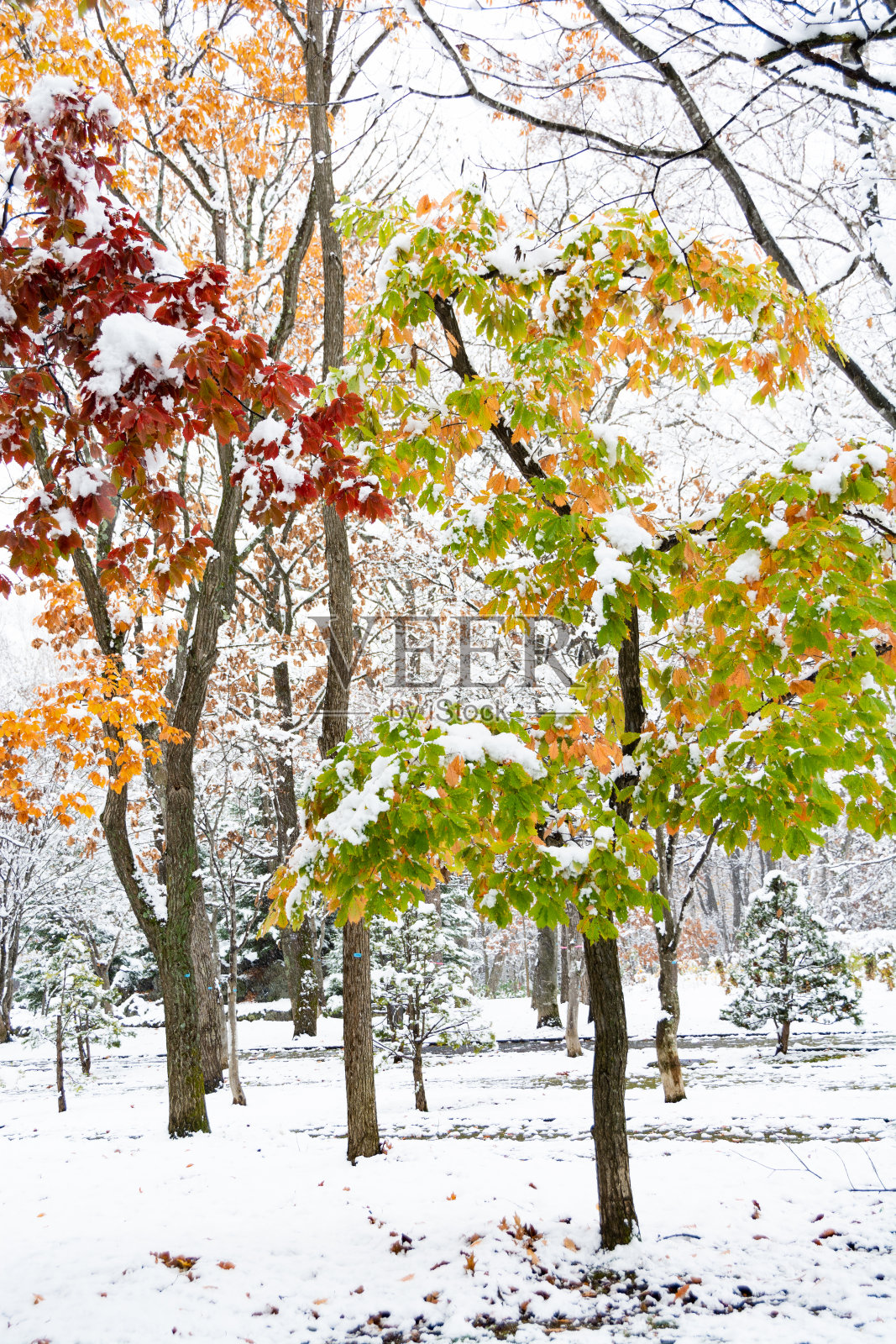 初冬公园里五颜六色的树照片摄影图片