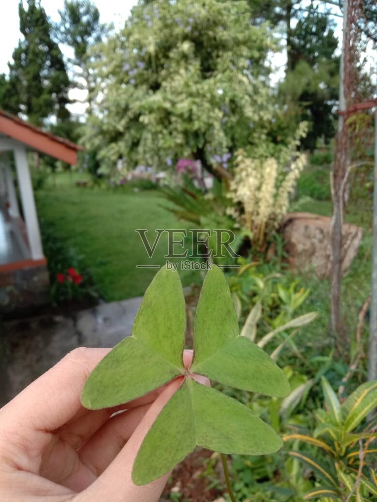 我的植物照片摄影图片