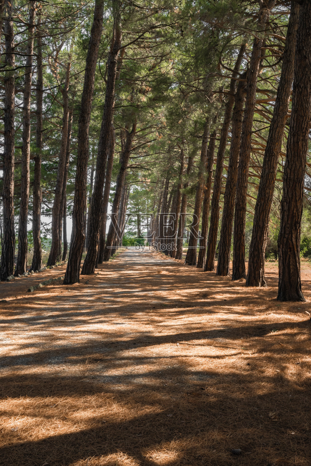 清晨,在明亮的松木小道上照片摄影图片
