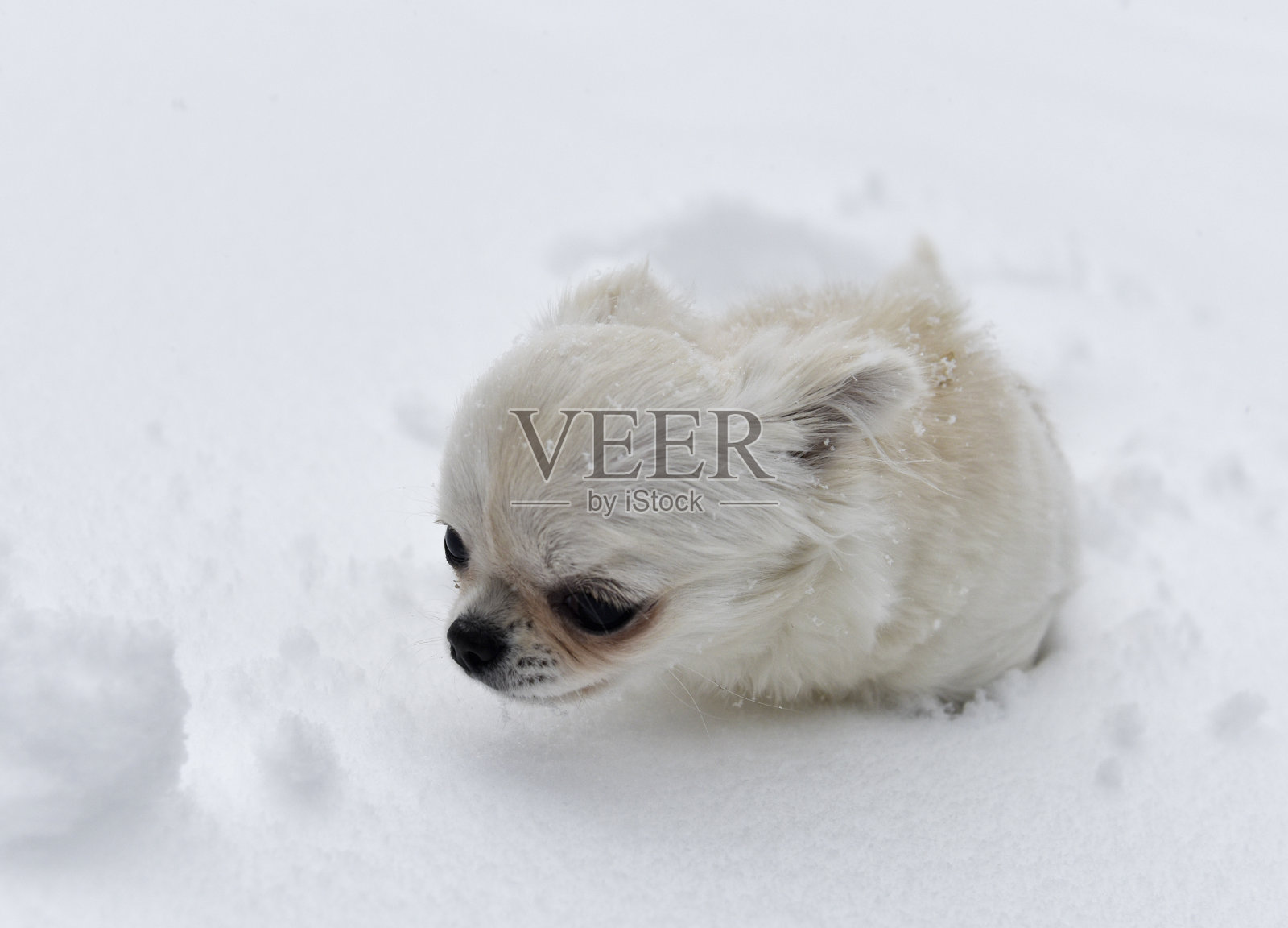 小狗吉娃娃照片摄影图片