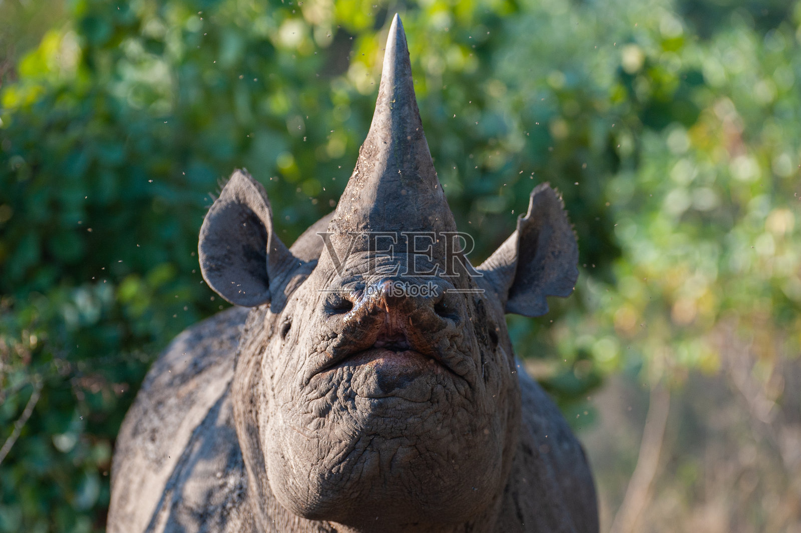 黑犀牛的公牛照片摄影图片