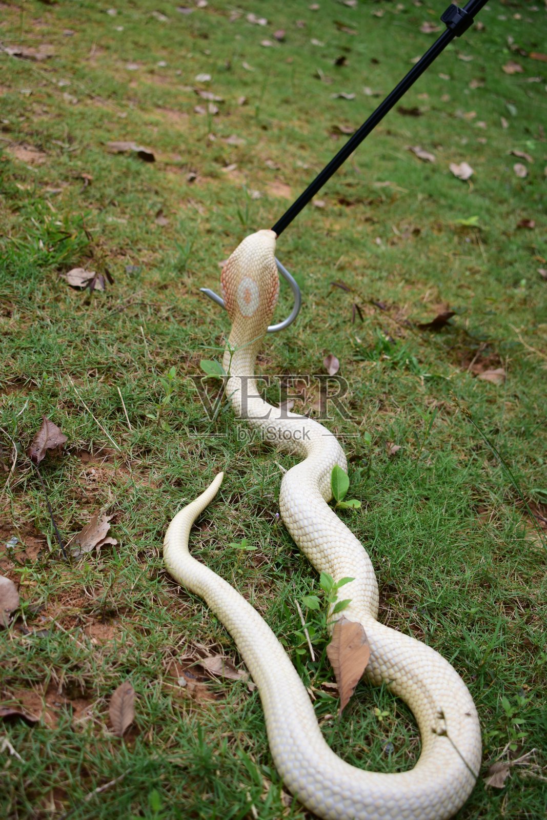 眼镜蛇幼崽在泰国南部被发现。照片摄影图片