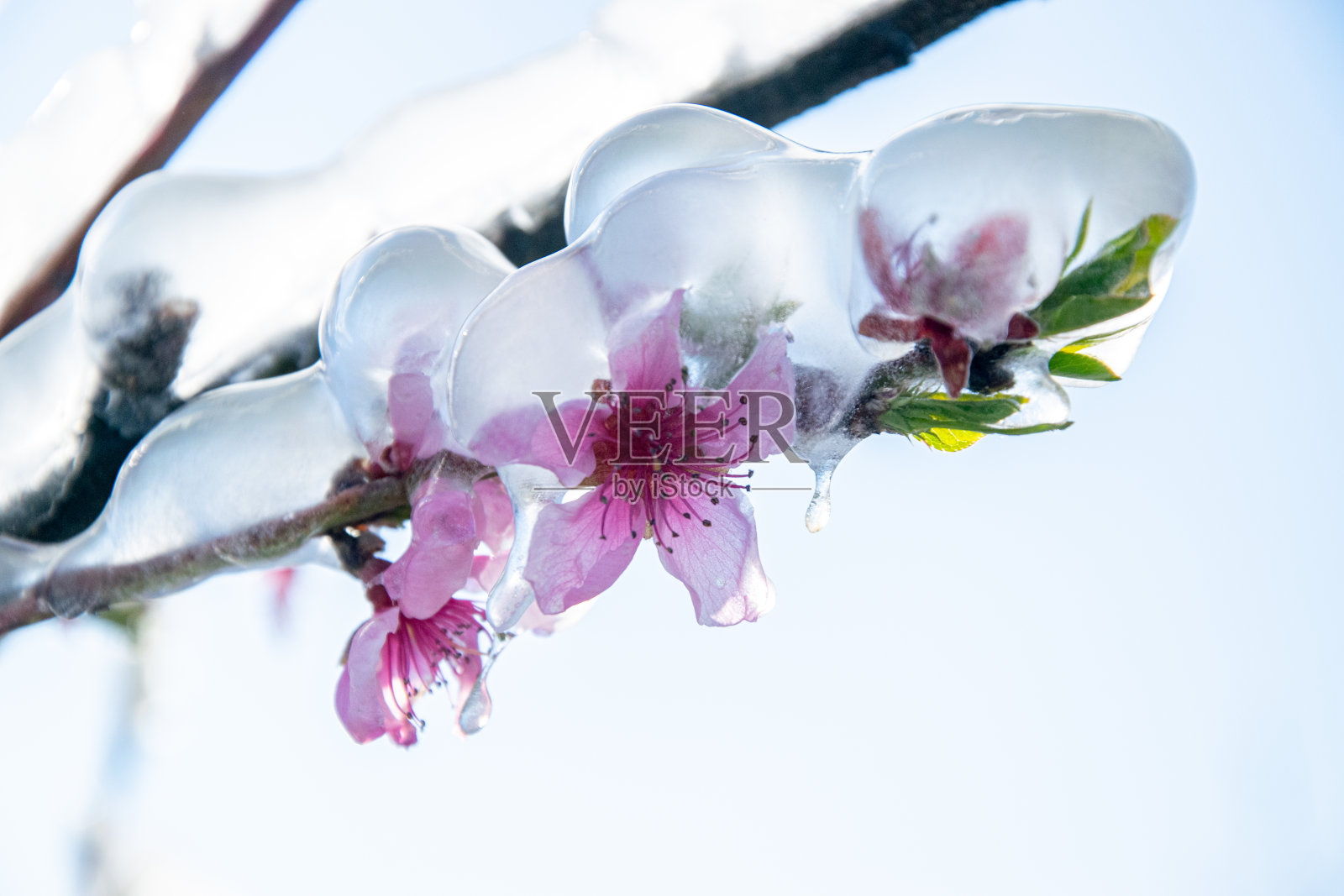 一棵开花的桃树上覆盖着冰的树枝的特写照片摄影图片
