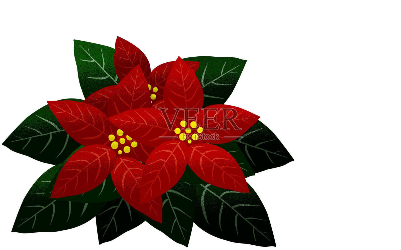 一品红带有复古的氛围插画图片素材