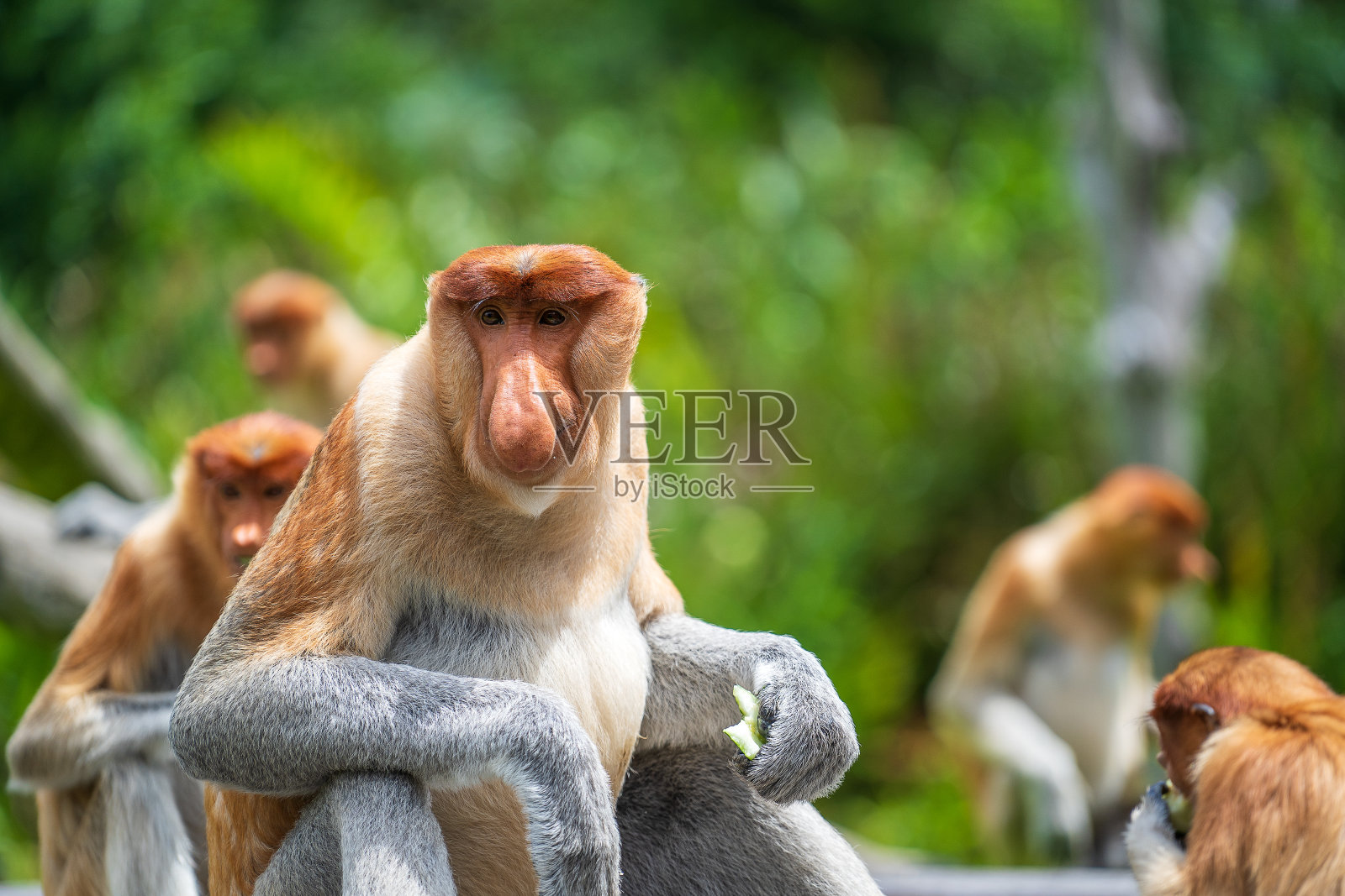 马来西亚婆罗洲岛热带雨林中的野生长鼻猴或鼻蛾幼虫,近距离观察照片摄影图片