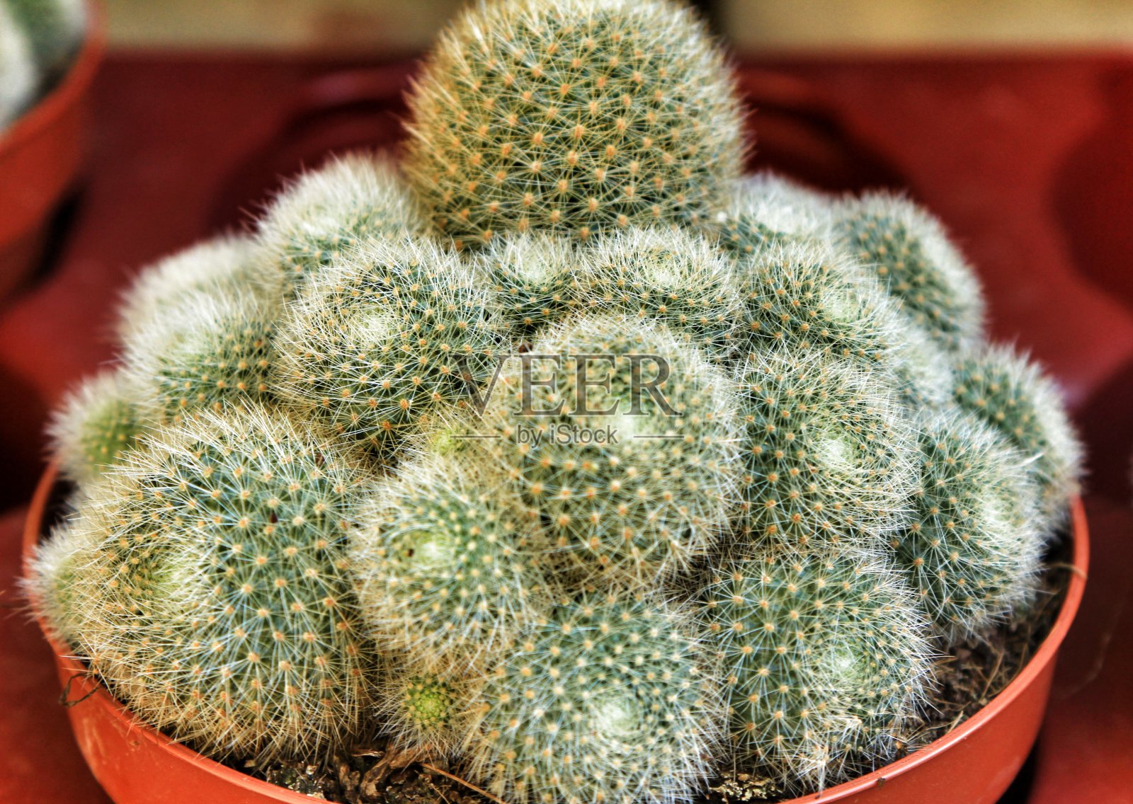 菜园里的仙人掌花盆照片摄影图片