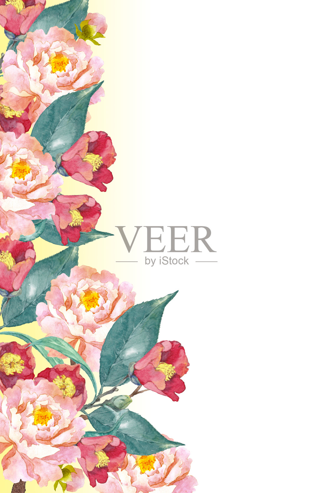 粉红色的牡丹和山茶花插画图片素材