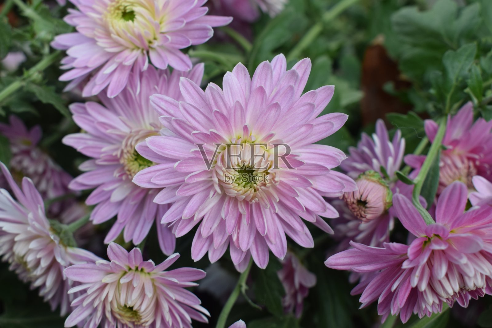 粉红色的菊花照片摄影图片