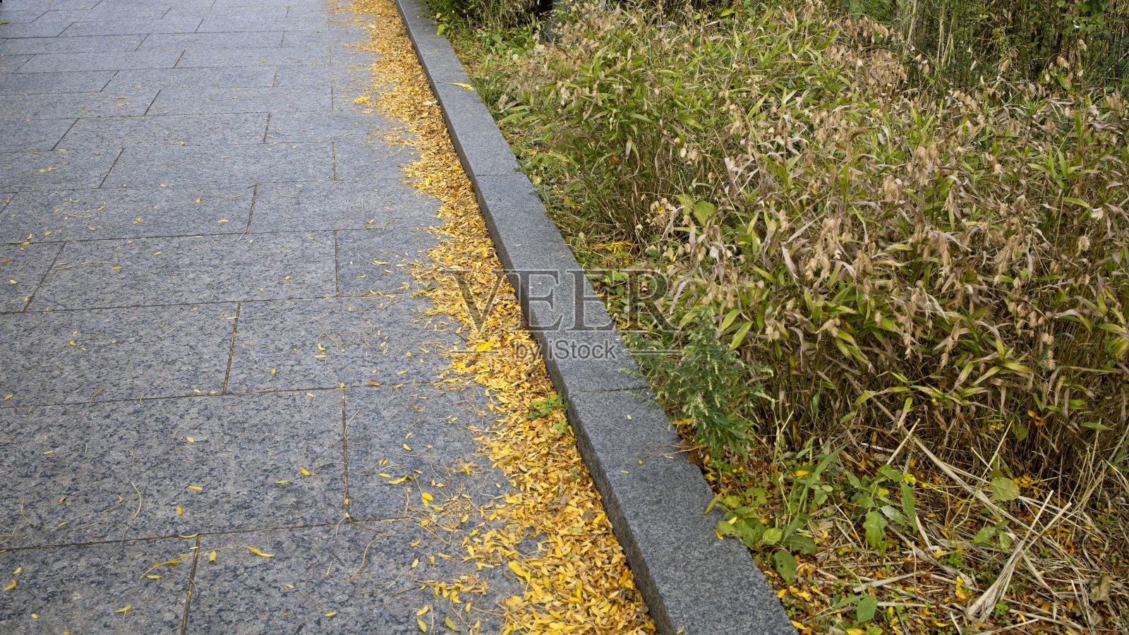 带着树叶的行人照片摄影图片