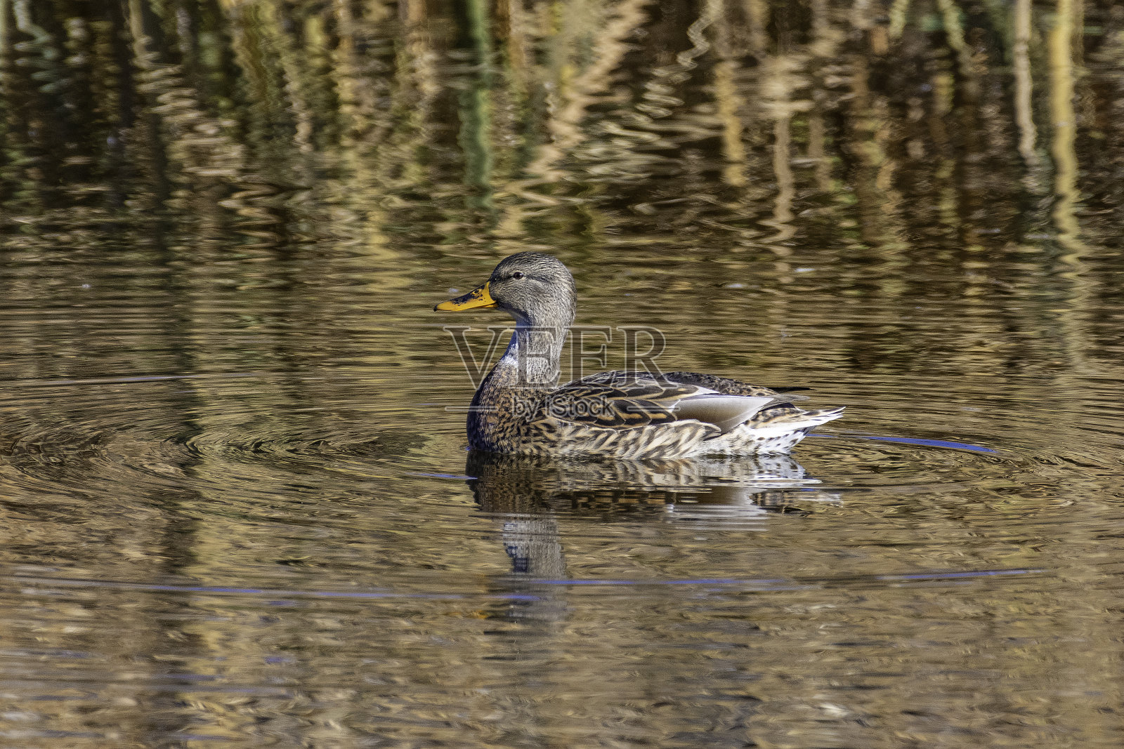 野鸭一起游泳照片摄影图片