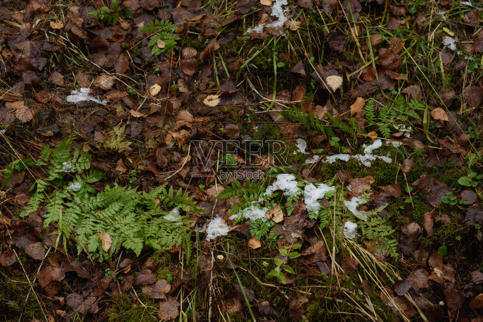 深秋森林溪流照片摄影图片