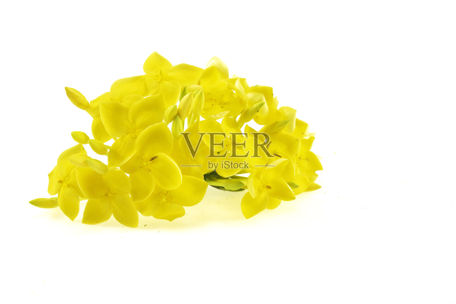 伊克索拉 · 奇嫩西斯 · 拉姆克照片摄影图片