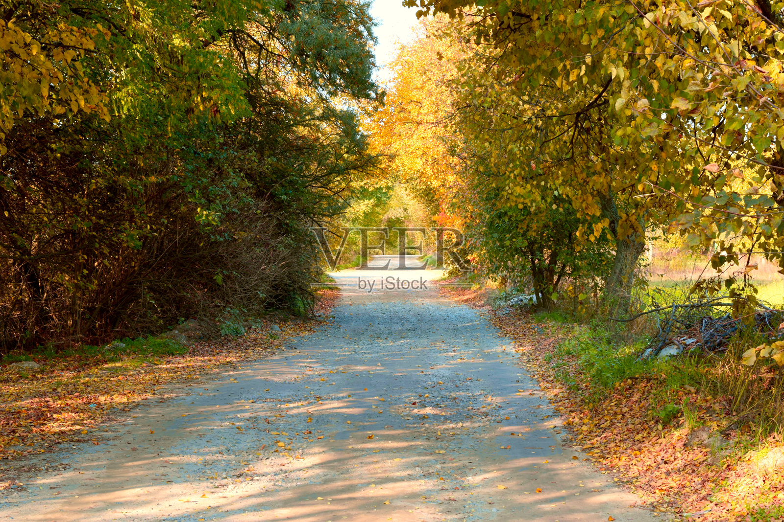一条乡间小路穿过林荫大道。照片摄影图片