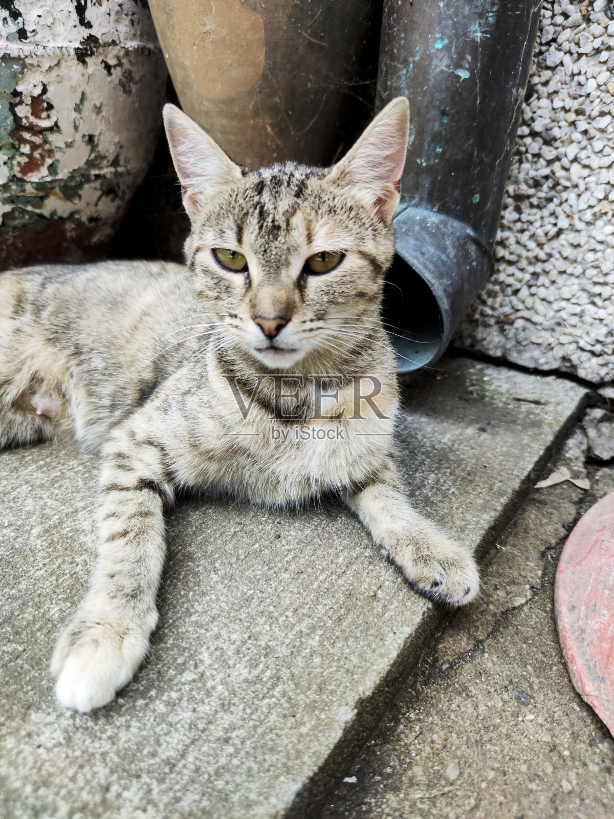 灰色和白色的猫在花园里照片摄影图片