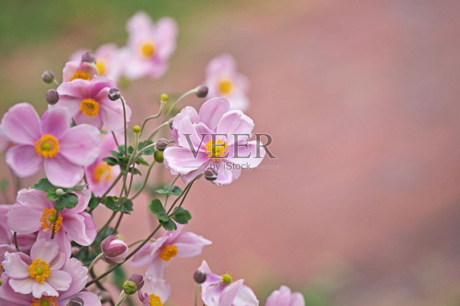 阿尼蒙·哈彭西斯照片摄影图片