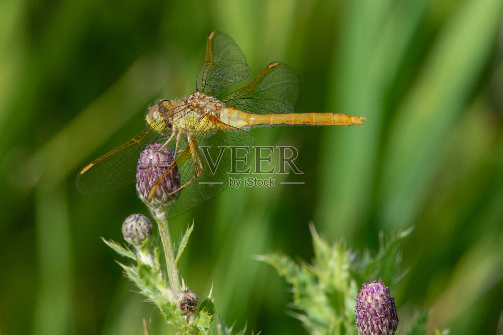 黄蜻蜓栖息在蓟花上照片摄影图片
