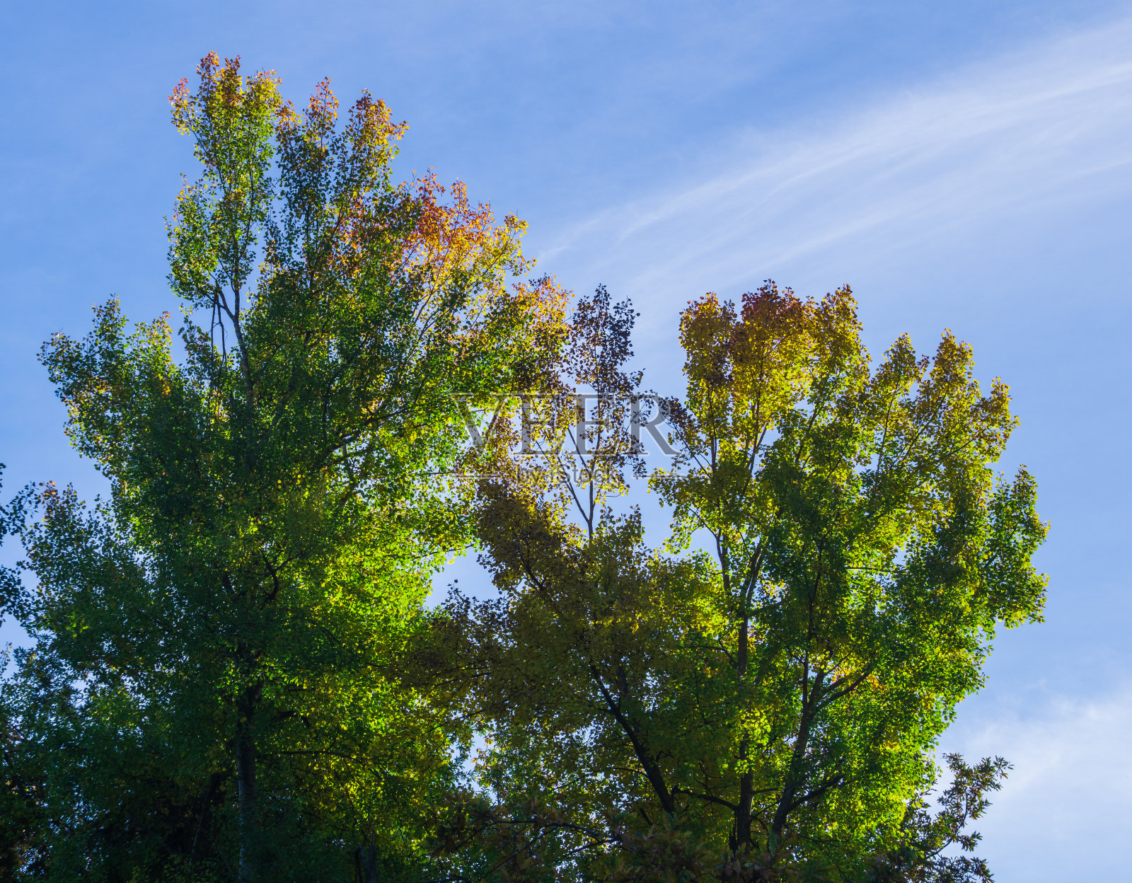 树顶被秋日的阳光照亮照片摄影图片