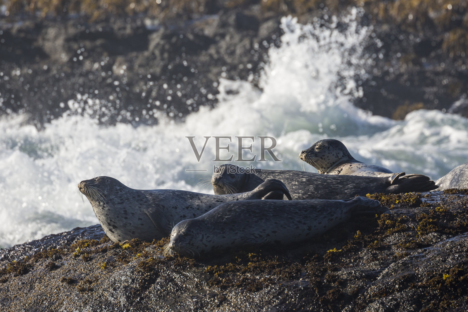 海港海豹在1号公路边晒太阳照片摄影图片