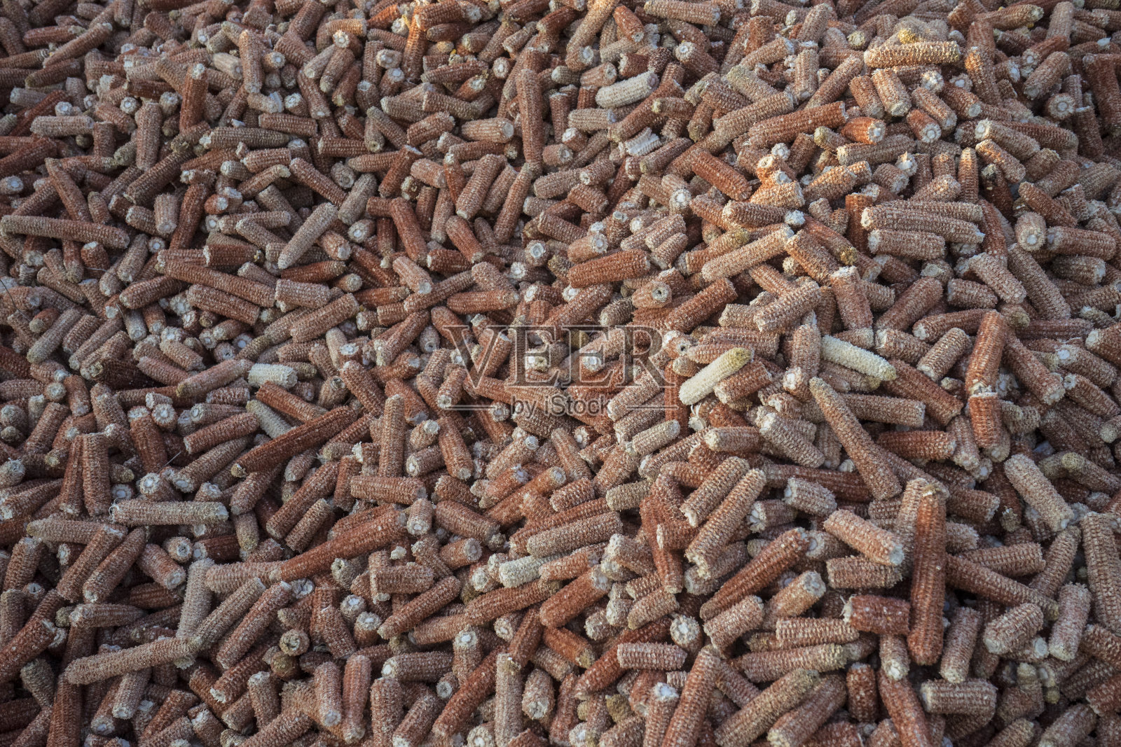 收获后地里腐烂的玉米棒子照片摄影图片