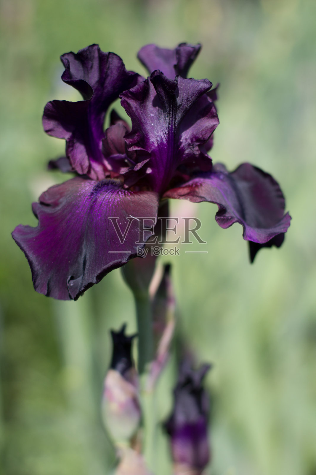 美丽的紫色蝴蝶花生长在花园里照片摄影图片