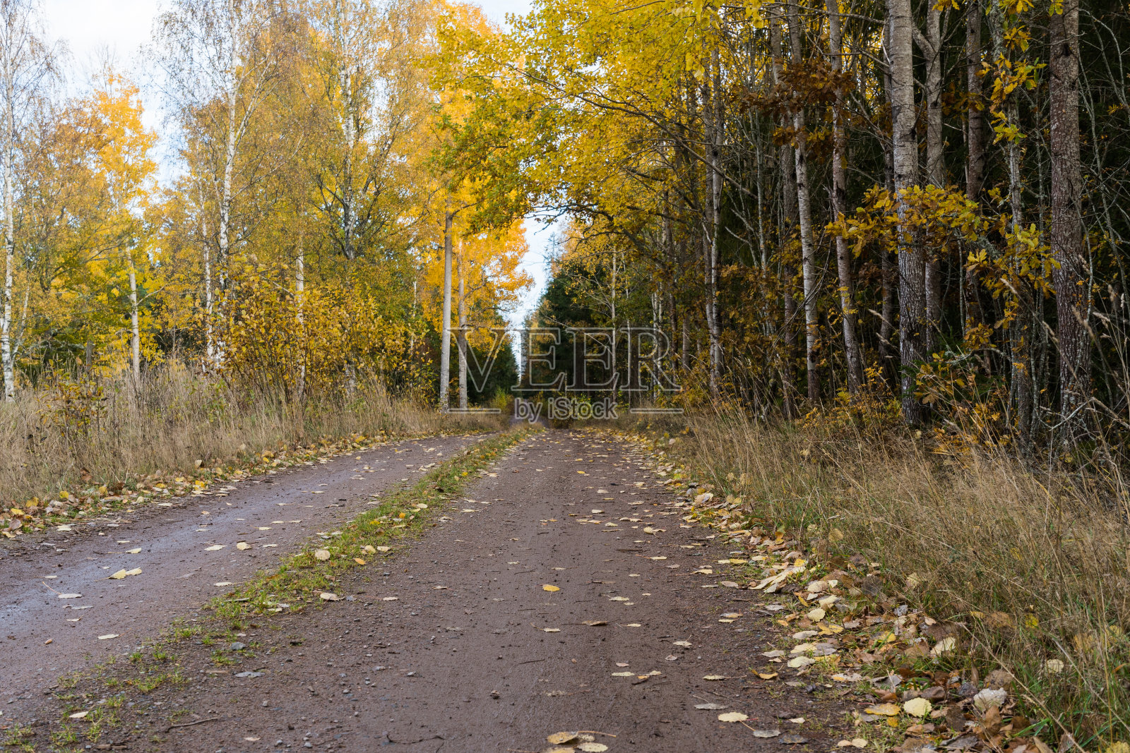 有白杨树的土路照片摄影图片
