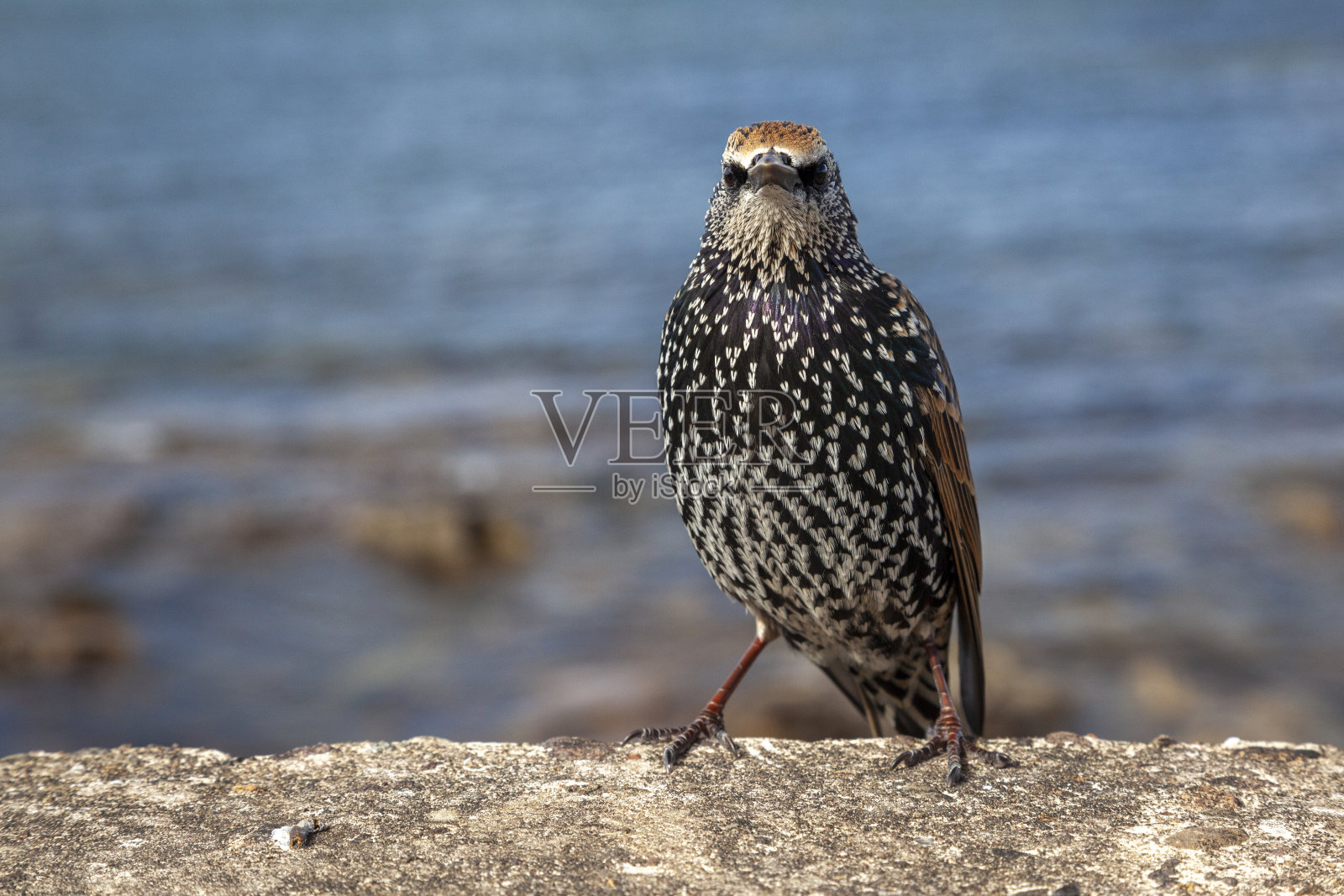 栖息在英国诺森伯兰海豪斯海堤上的欧洲椋鸟(普通椋鸟)照片摄影图片