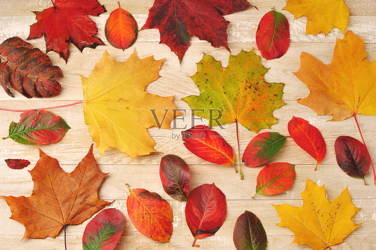 秋天五颜六色的树叶在木制的背景上照片摄影图片