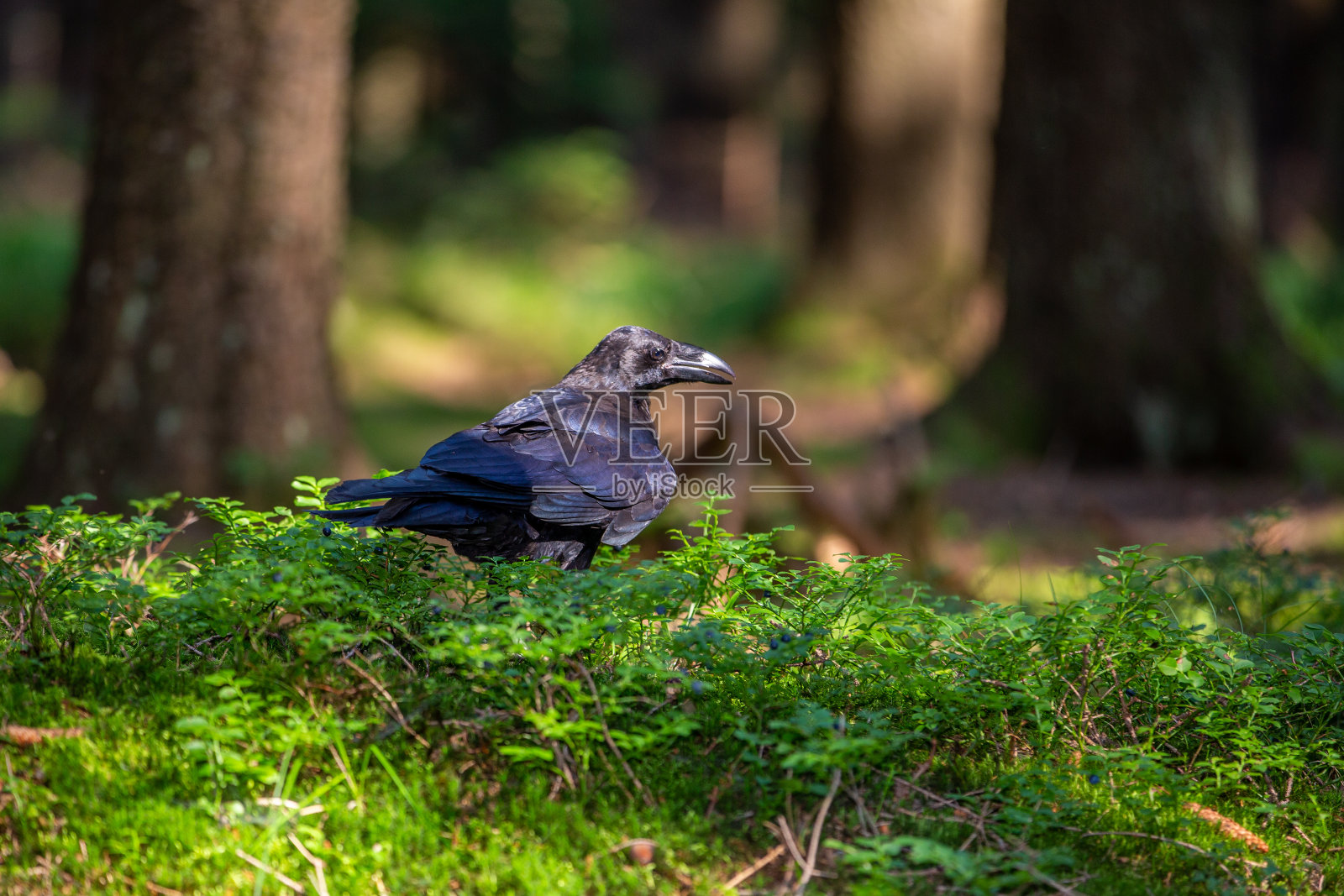 在森林里的加尔各答照片摄影图片