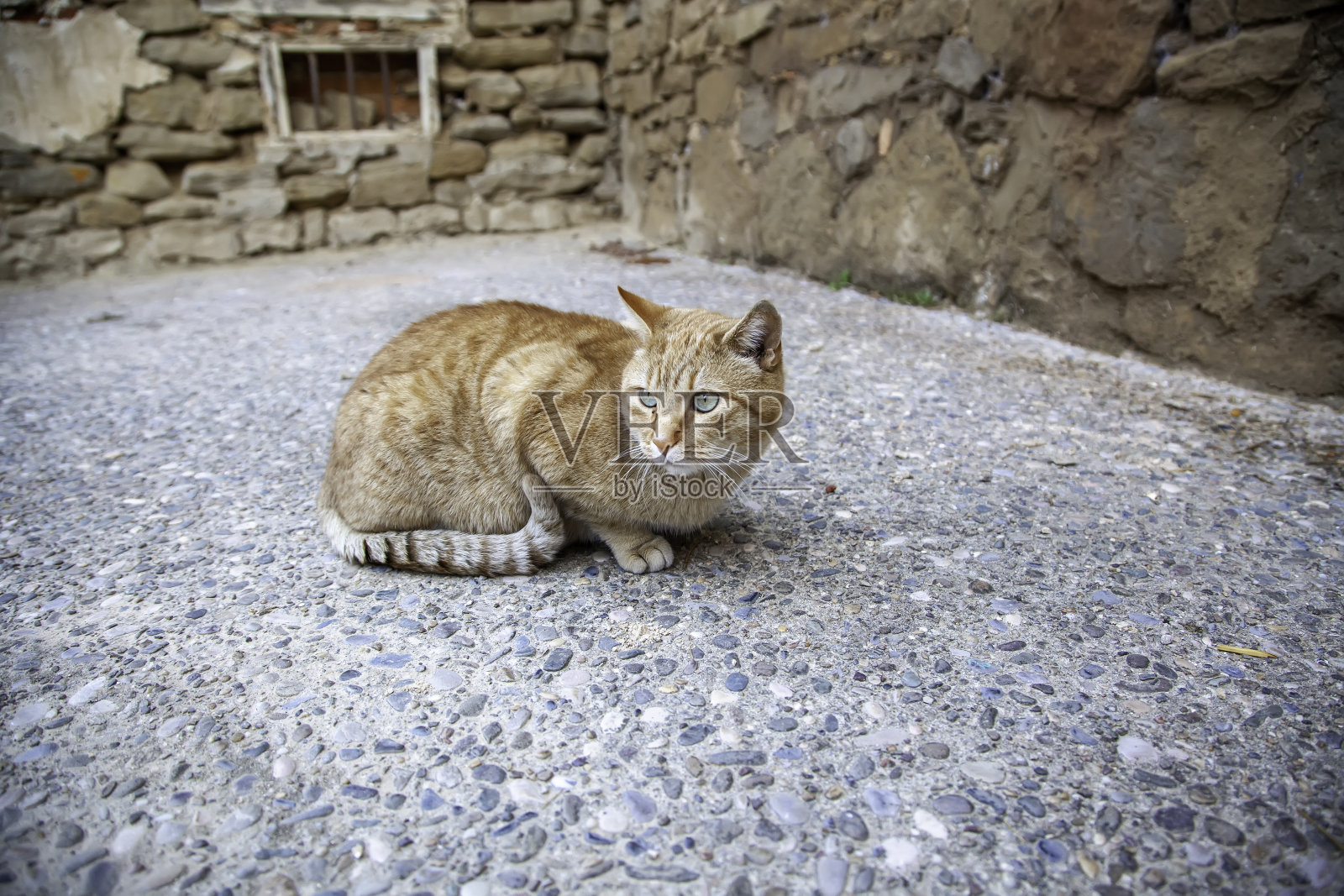橙色虎斑街猫照片摄影图片