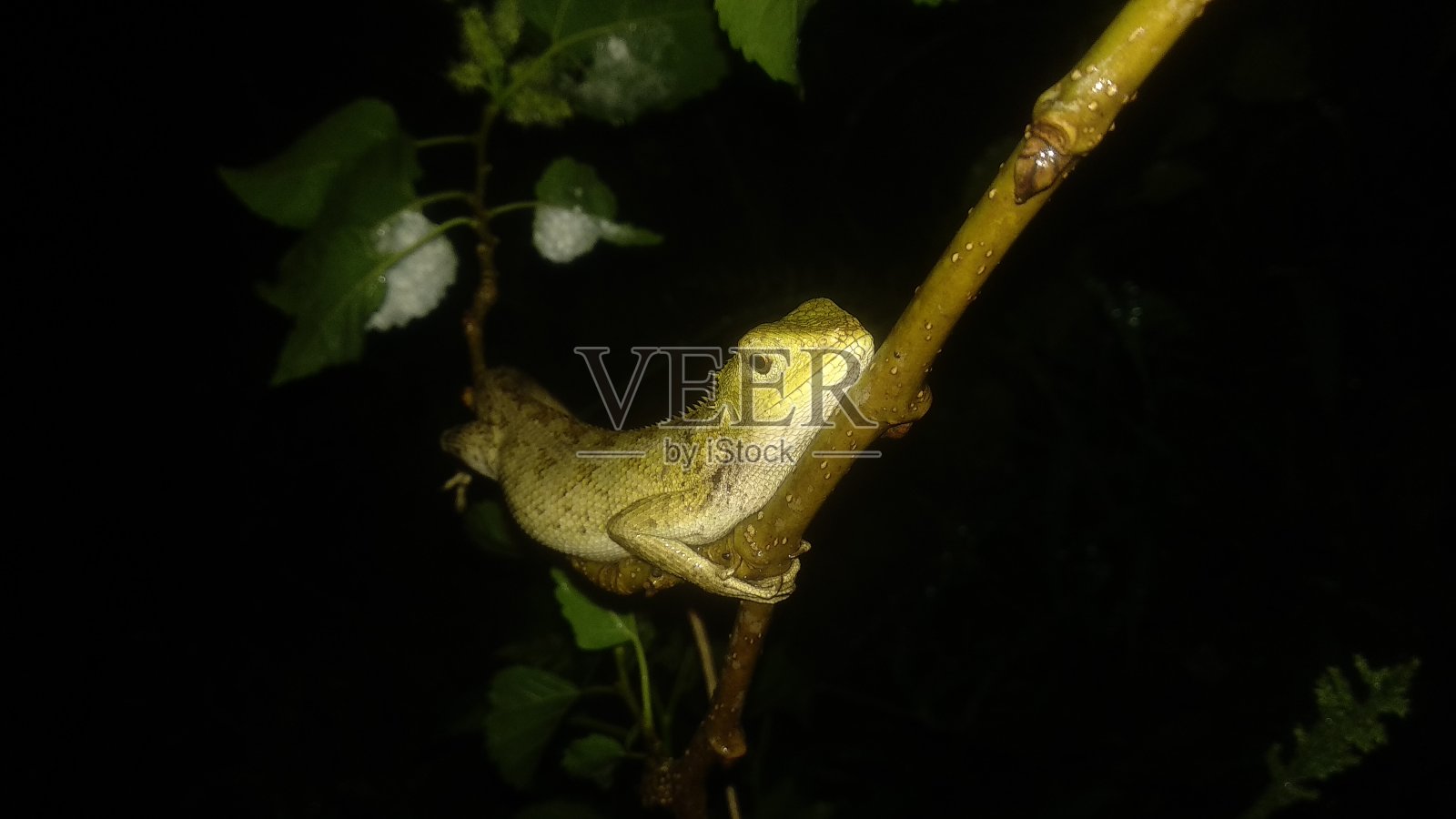 变色龙粘在桑树上照片摄影图片