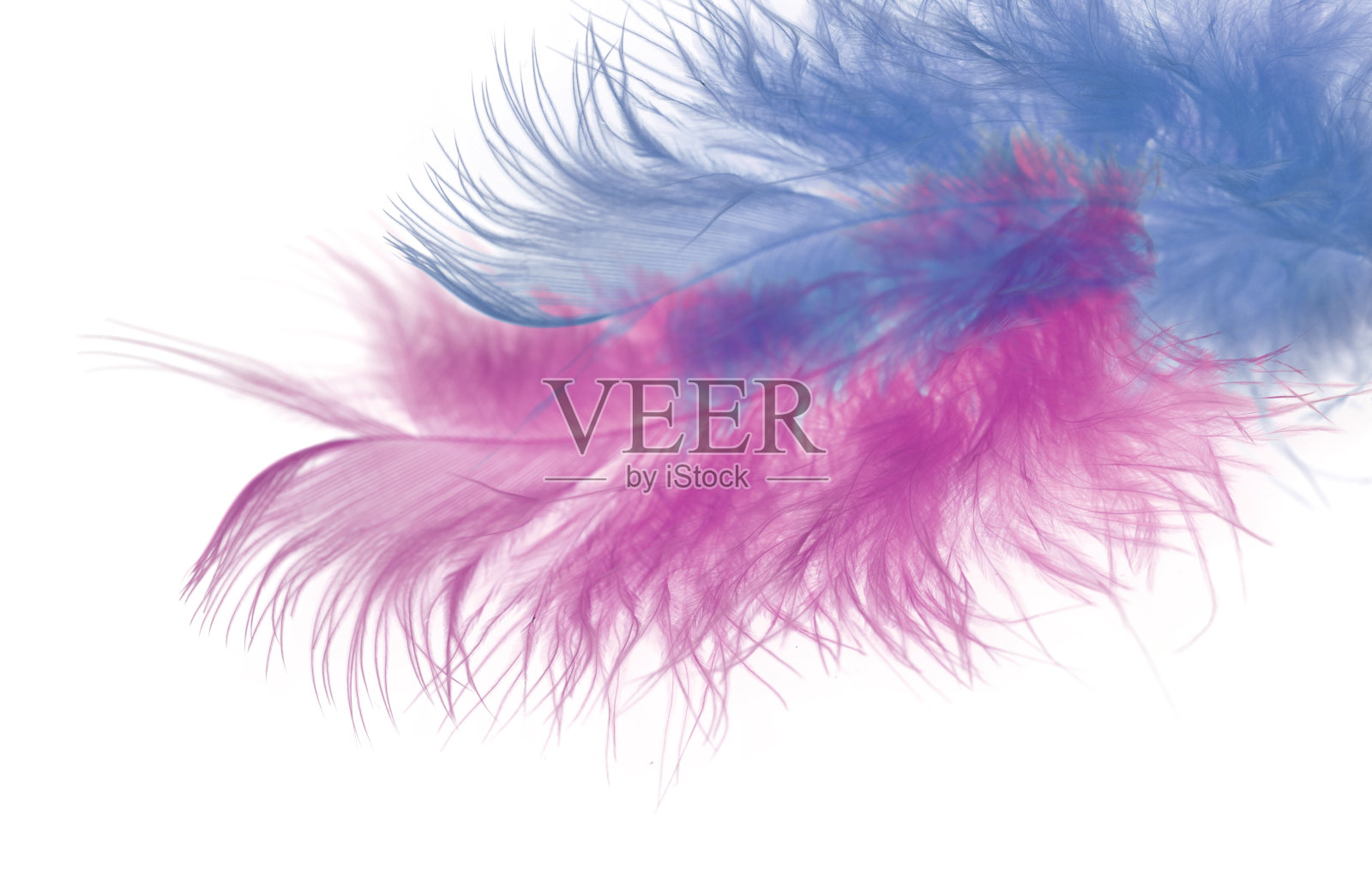 特写装饰鸟类羽毛在白色的背景。软的焦点。照片摄影图片