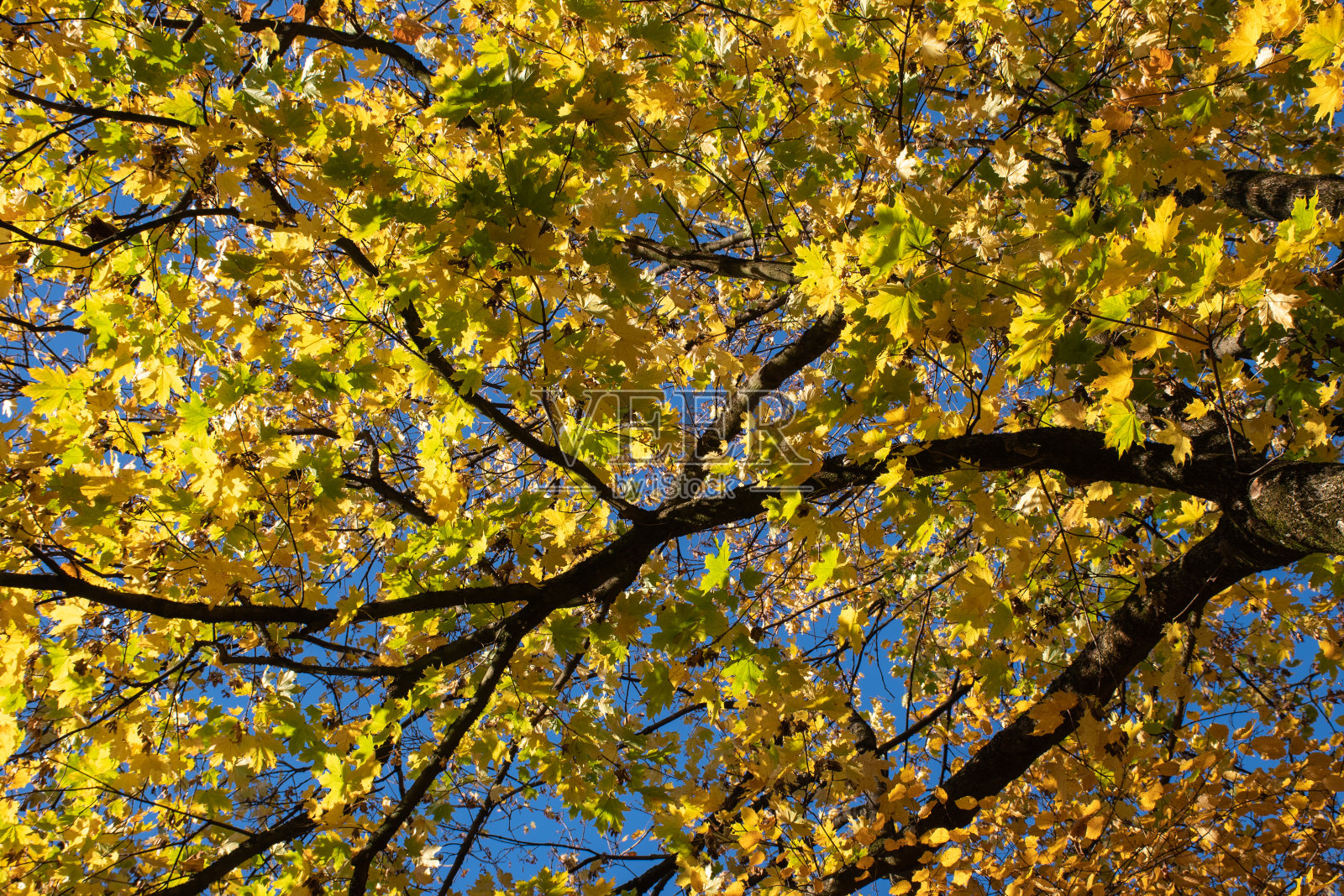 树上的秋叶照片摄影图片