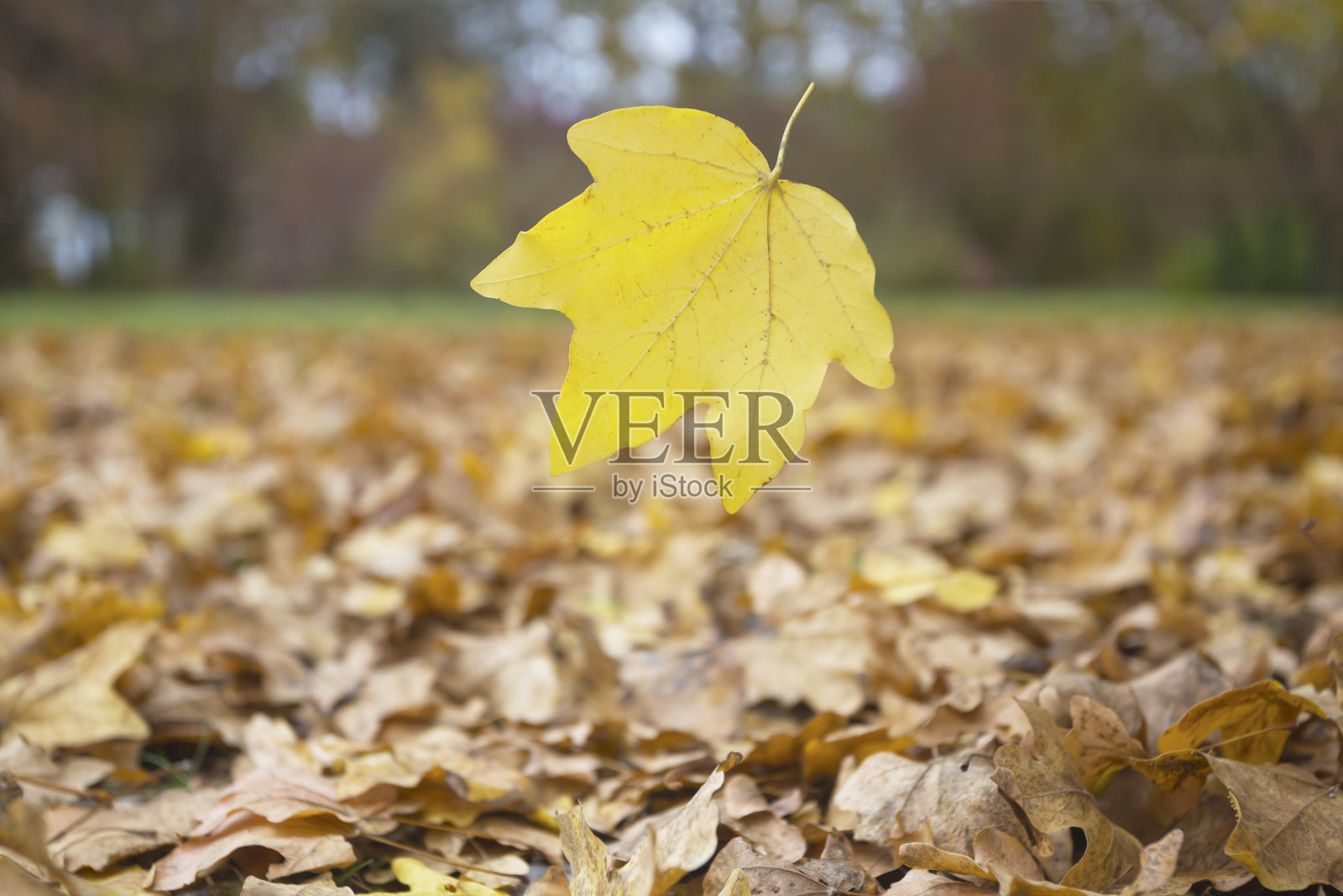 黄色的落叶照片摄影图片