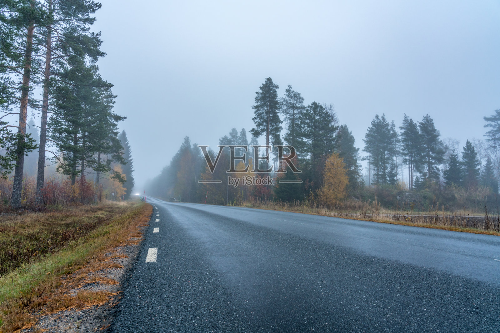 柏油路上一片松树林,一辆辆车在地平线上开着明亮的灯光,雨后相当雾蒙蒙照片摄影图片