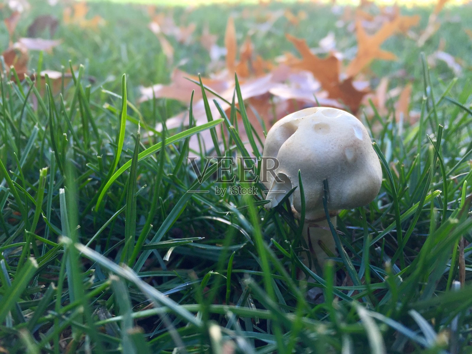 十月草坪上的马蘑菇照片摄影图片