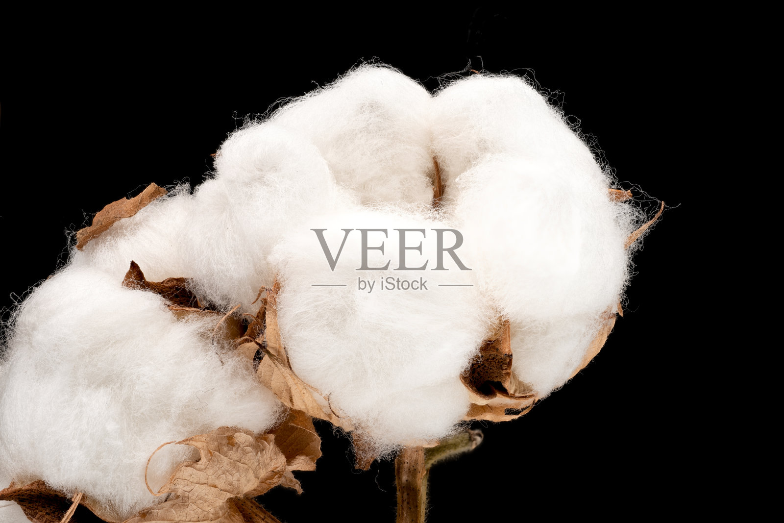 棉花种植照片摄影图片