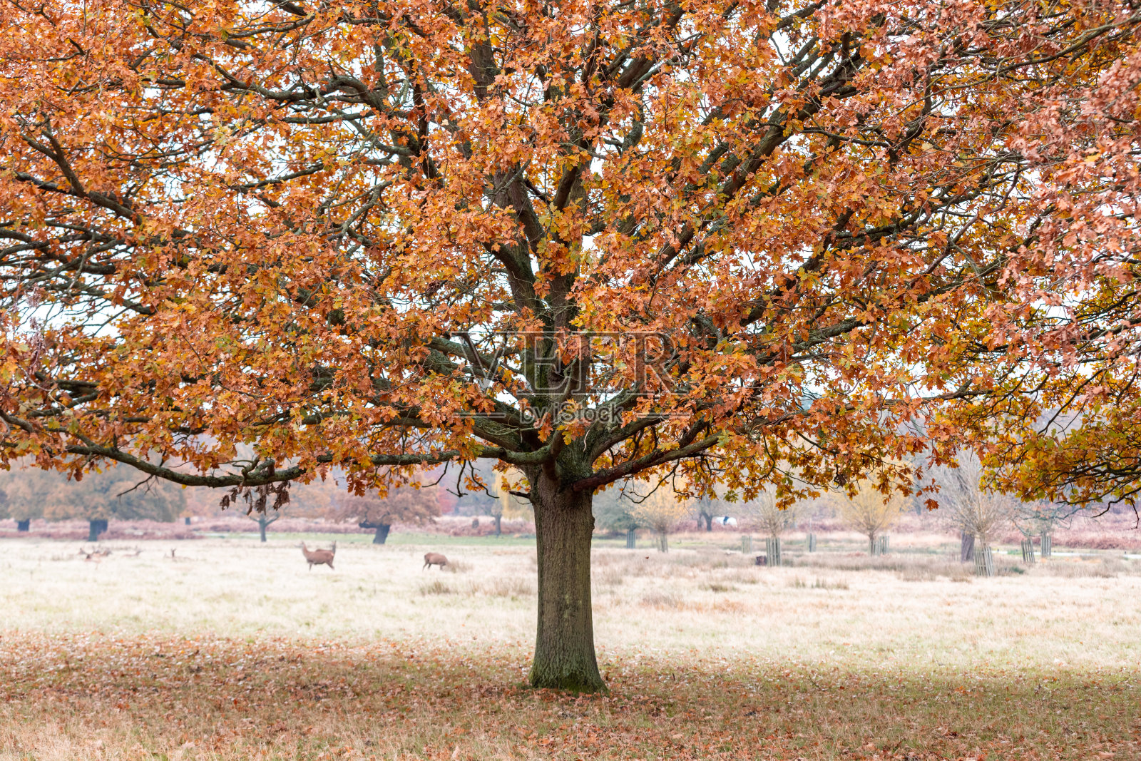 秋天的树木和树叶在里士满公园在伦敦照片摄影图片