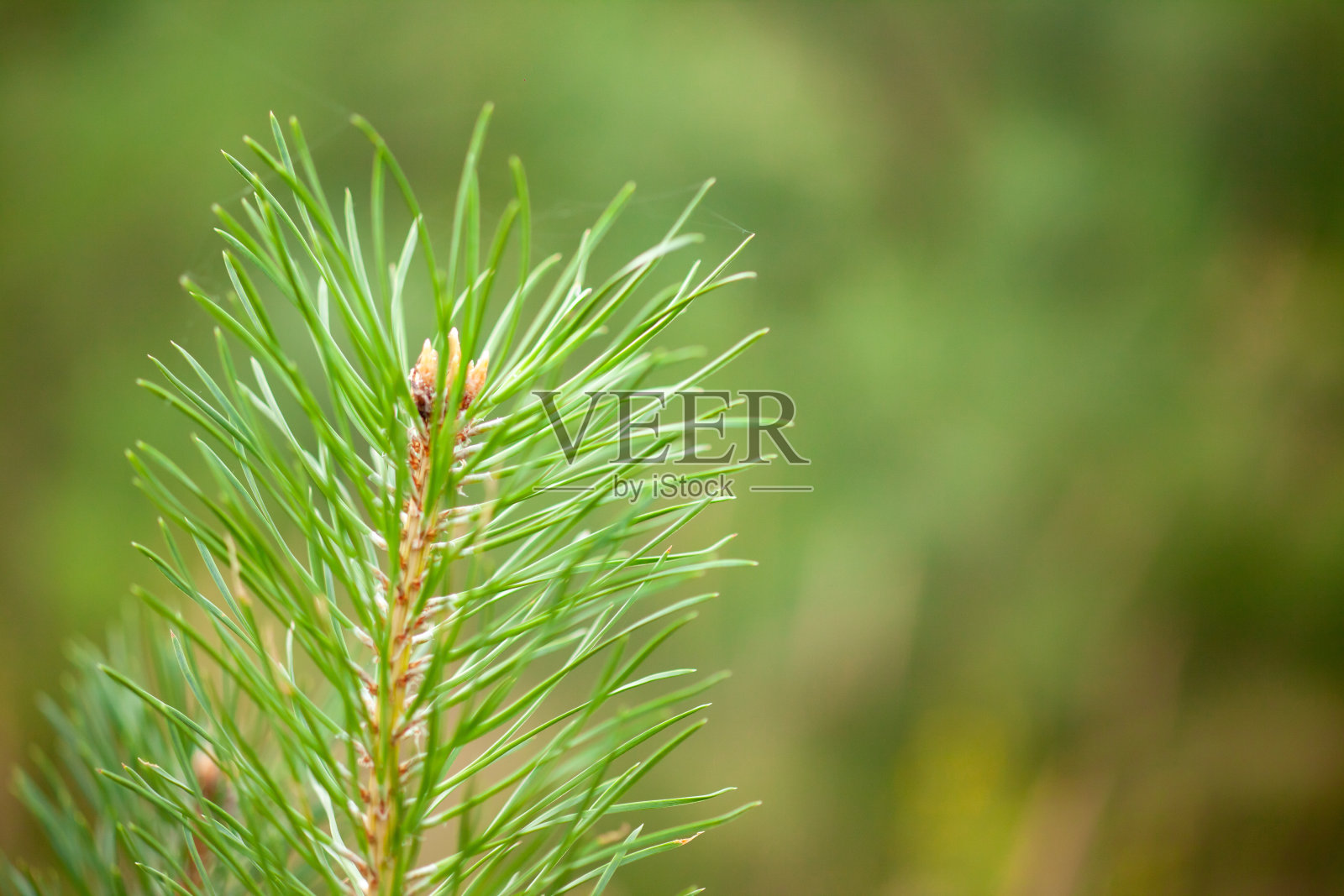 松绿色的分支照片摄影图片