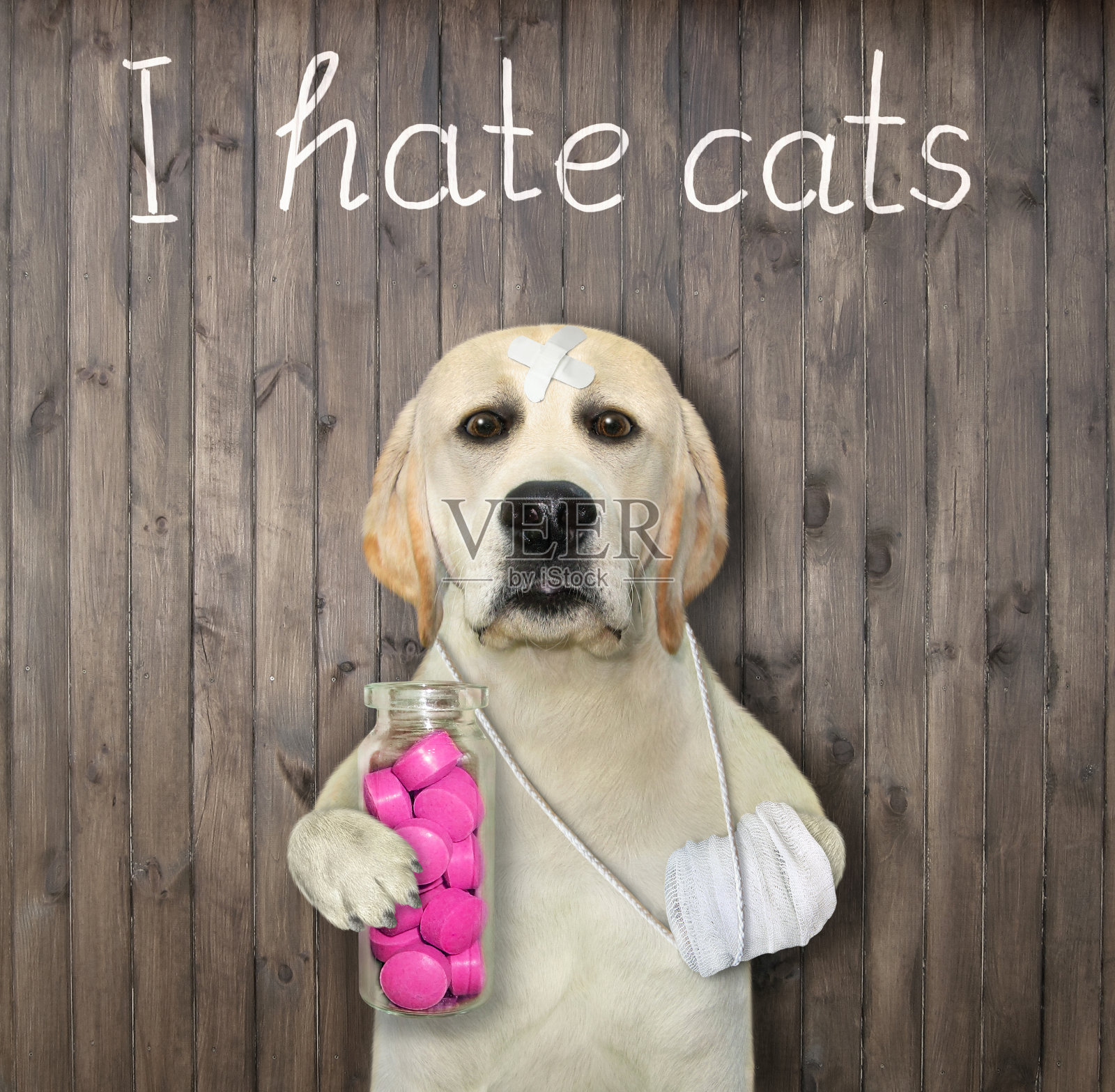 狗拿着一瓶红色的药丸照片摄影图片