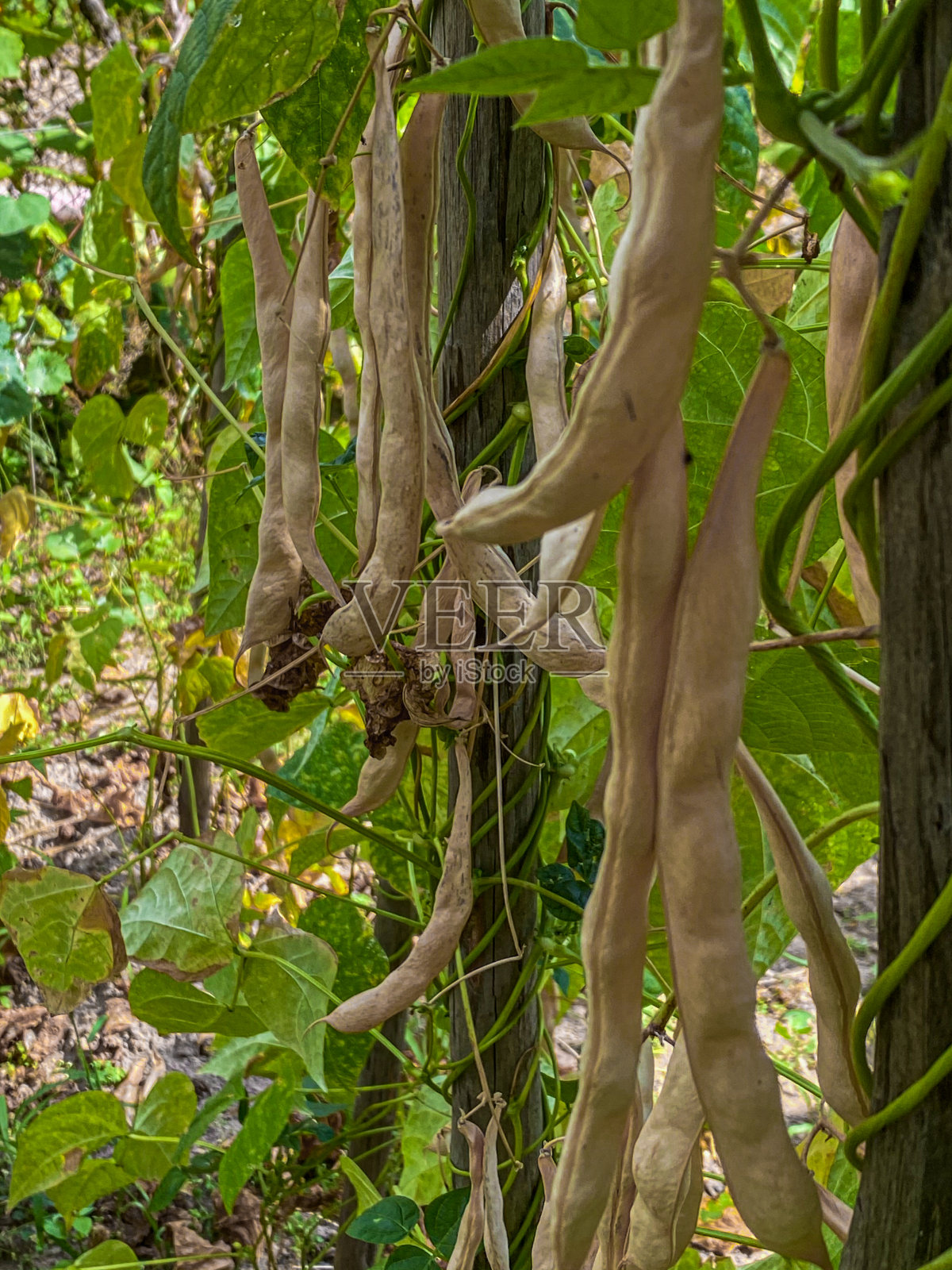 在植物上晾干绿豆荚照片摄影图片