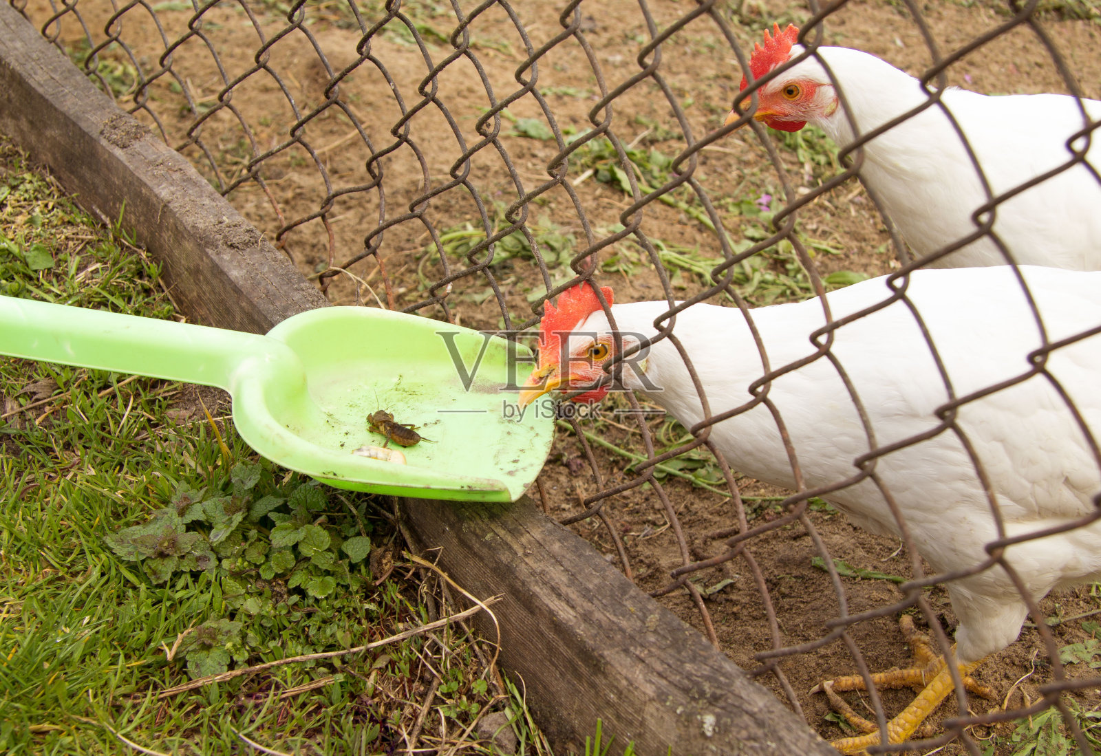 一群牧草养鸡在地上啄食照片摄影图片