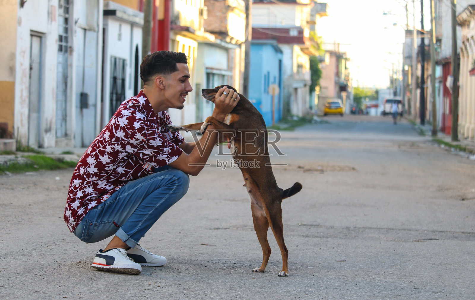 宠物情人照片摄影图片