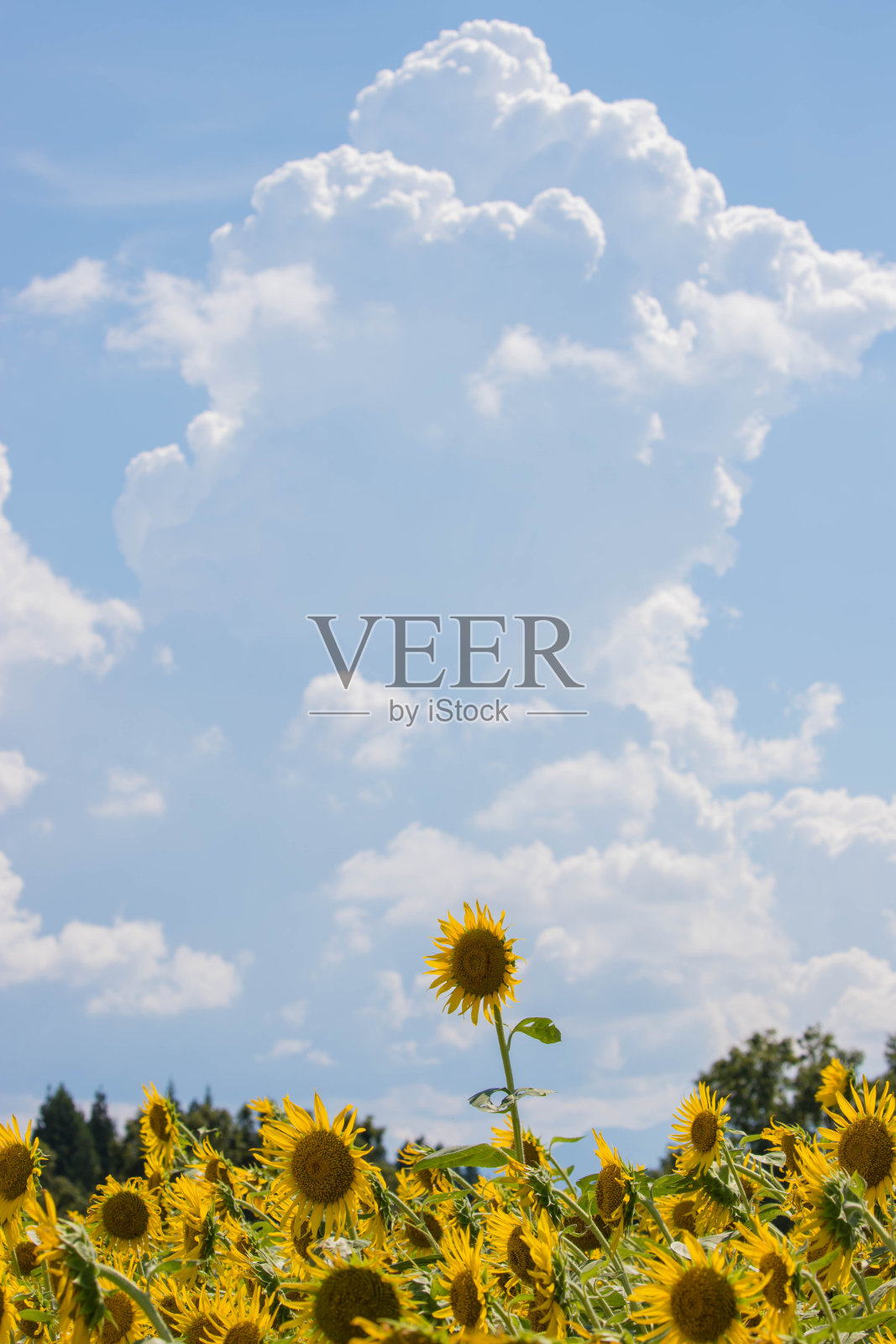 向日葵田照片摄影图片