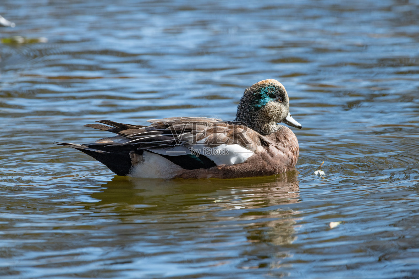 绿色翅膀鸭鸭游泳照片摄影图片
