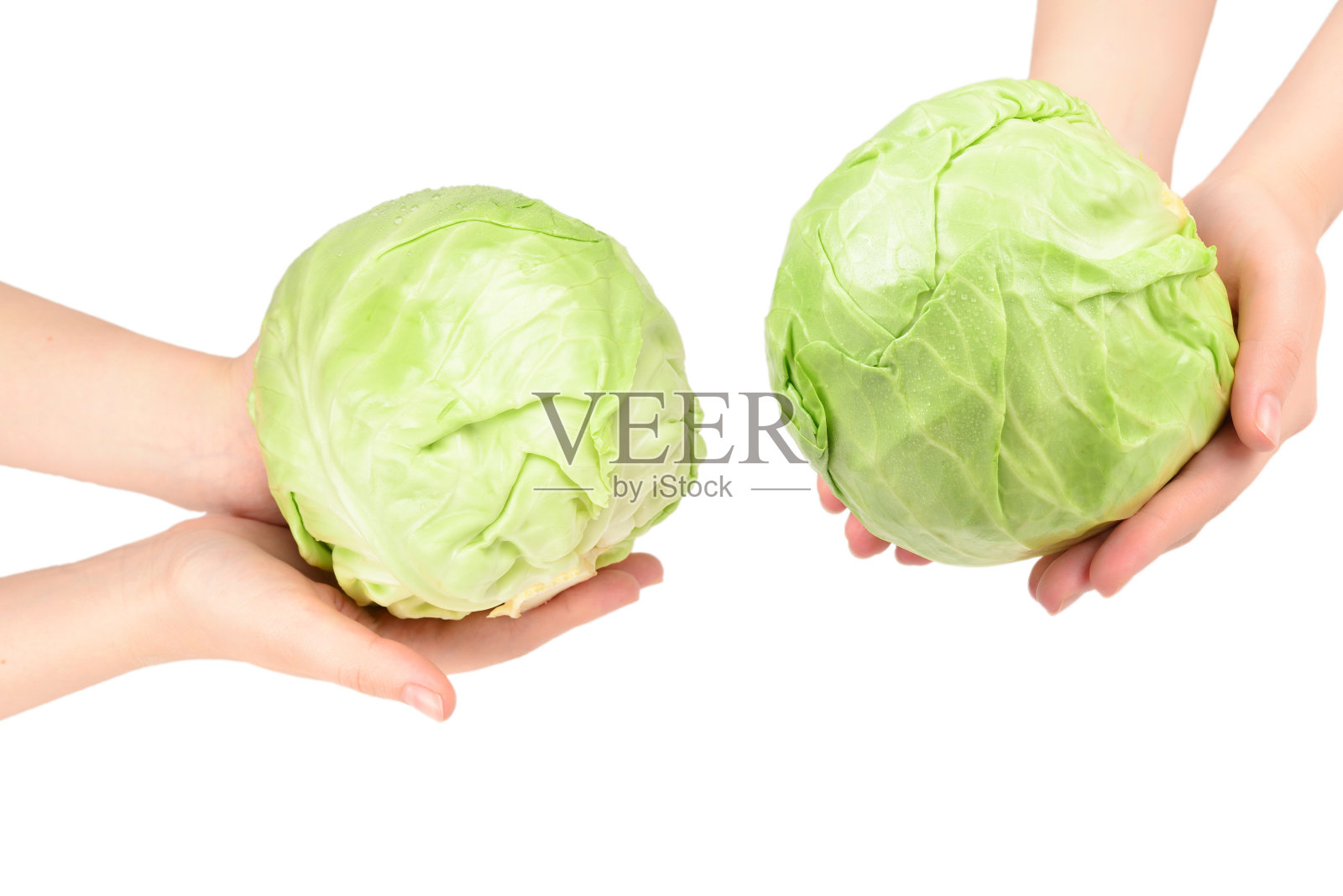 卷心菜在女人的手孤立在白色的背景。照片摄影图片